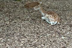 6df58ace-0f41-4aa0-8771-e45d02597a29